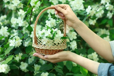 Photo of Woman holding wicker basket with jasmine flowers near shrub outdoors, closeup