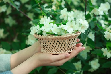 Photo of Woman holding wicker basket with jasmine flowers near shrub outdoors, closeup