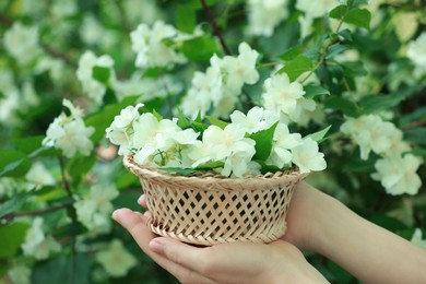 Photo of Woman holding wicker basket with jasmine flowers near shrub outdoors, closeup