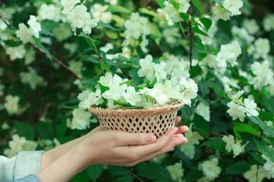 Photo of Woman holding wicker basket with jasmine flowers near shrub outdoors, closeup