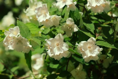 Jasmine shrub with beautiful blooming flowers outdoors