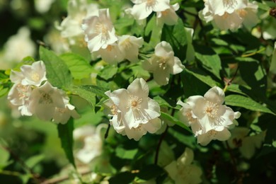 Photo of Jasmine shrub with beautiful blooming flowers outdoors