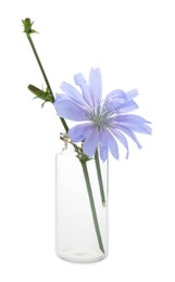 Beautiful chicory flower in glass bottle isolated on white