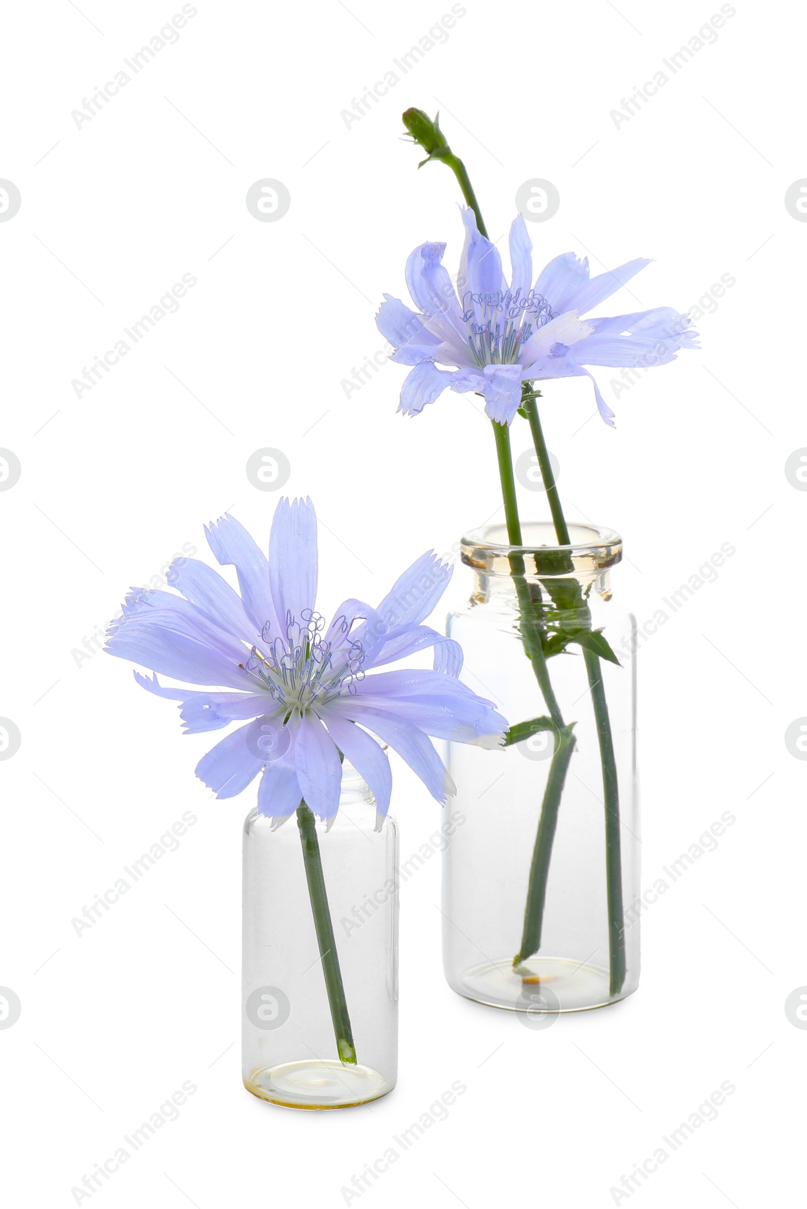Photo of Beautiful chicory flowers in glass bottles isolated on white