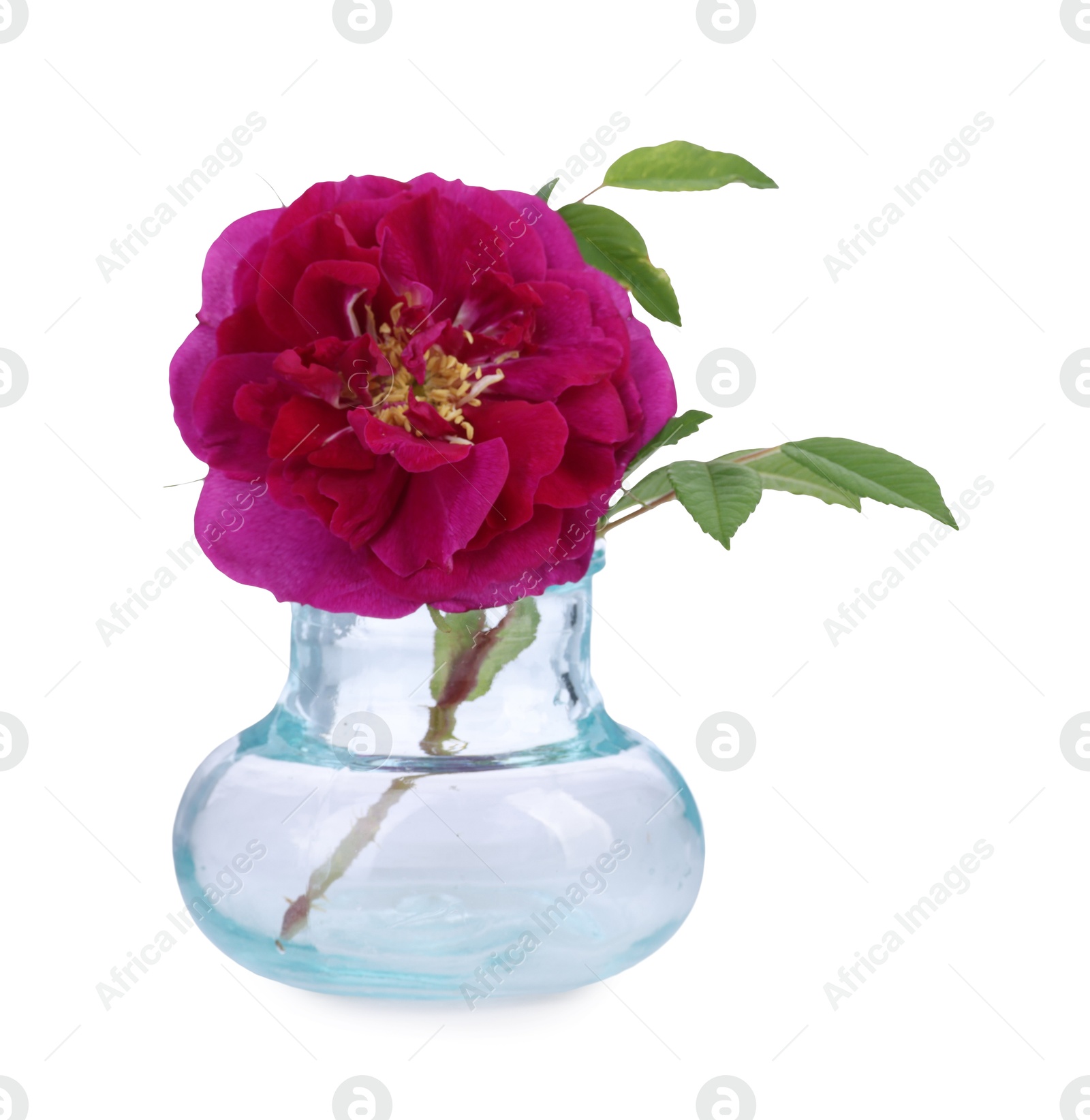 Photo of Beautiful rose in glass vase isolated on white