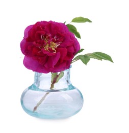 Photo of Beautiful rose in glass vase isolated on white