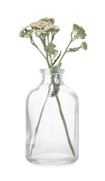 Photo of Yarrow flowers in glass bottle isolated on white