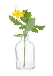 Celandine flower in glass bottle isolated on white
