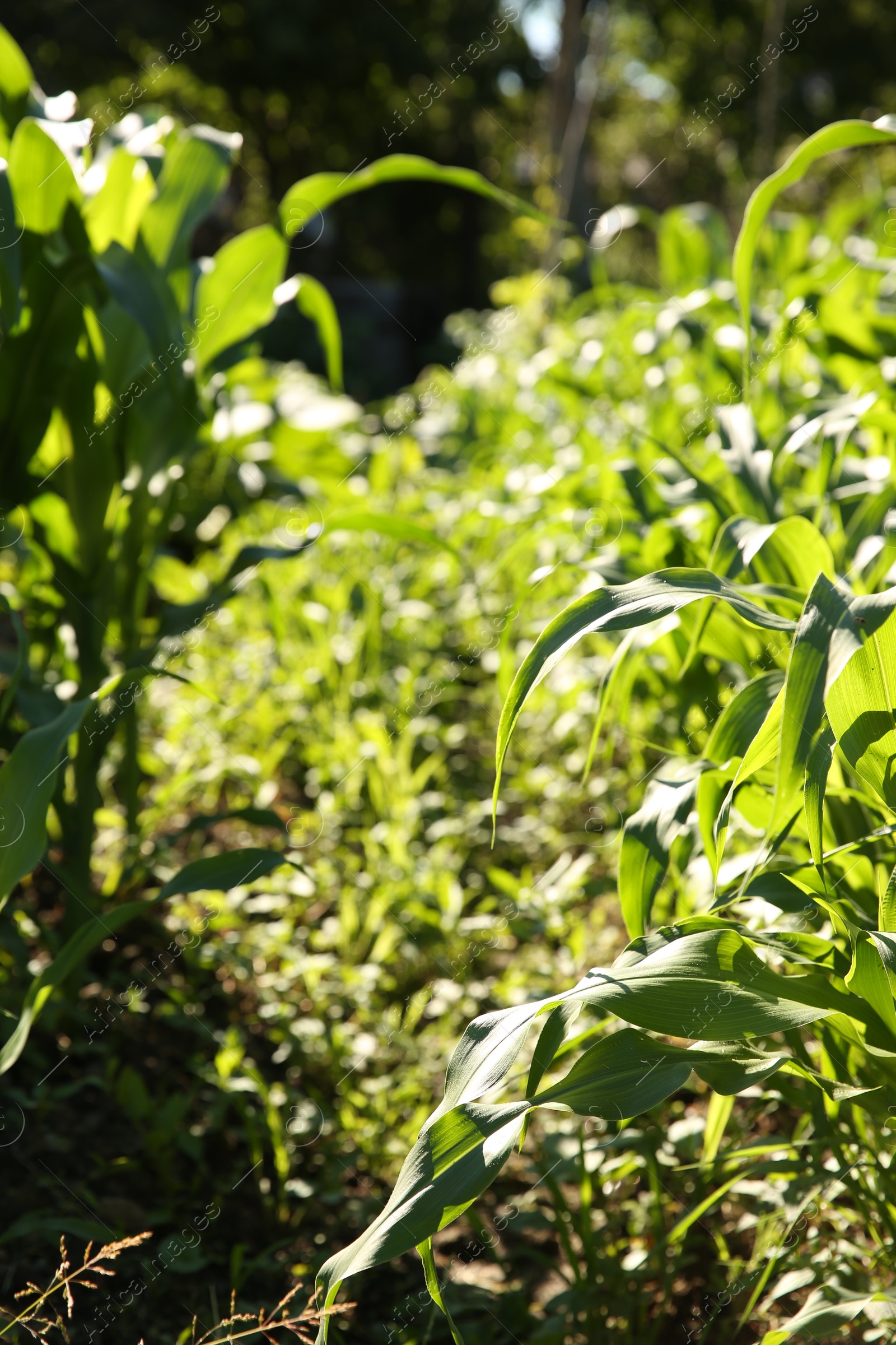 Photo of Beautiful plants with green leaves growing outdoors on sunny day