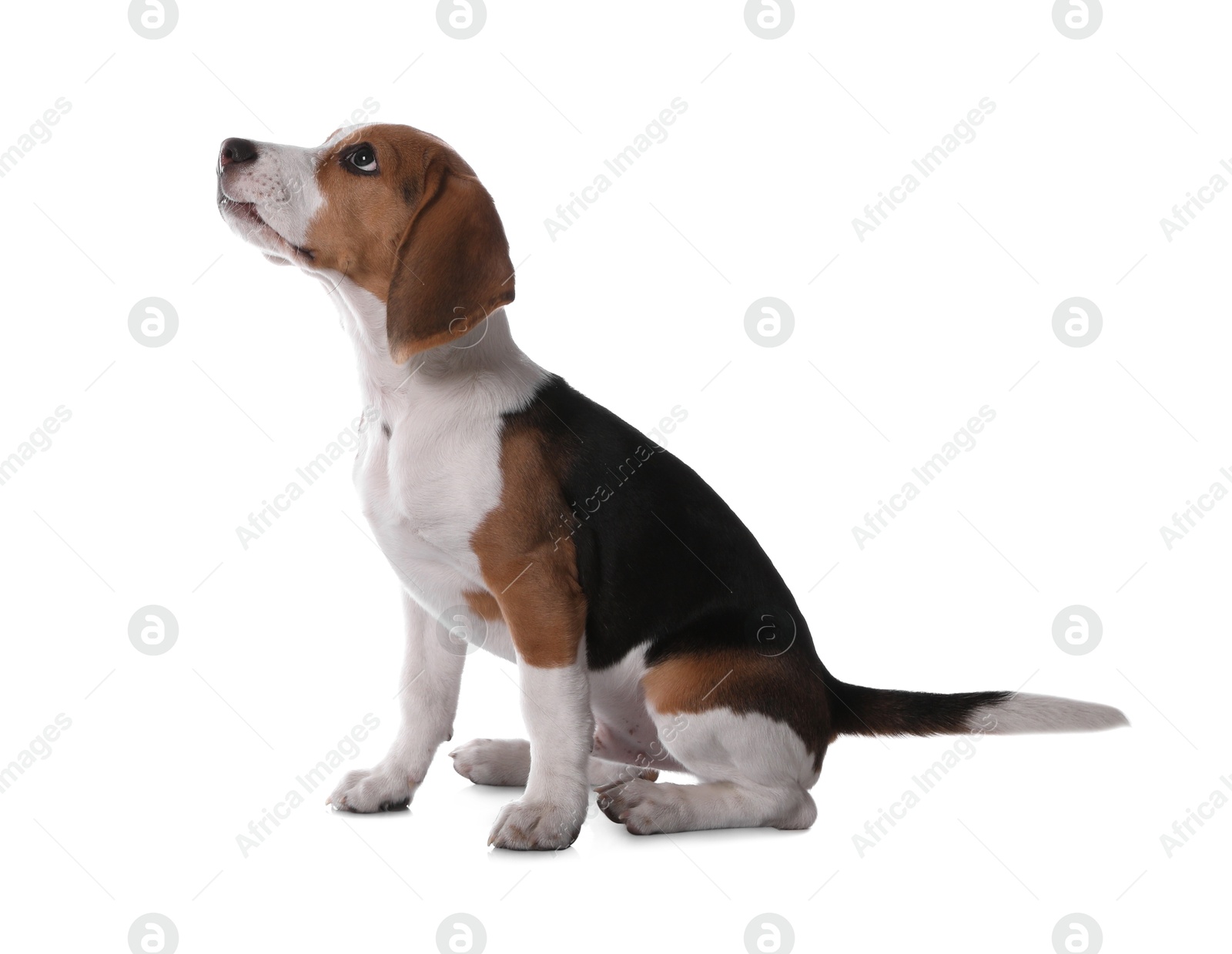 Photo of Cute Beagle puppy on white background. Adorable pet