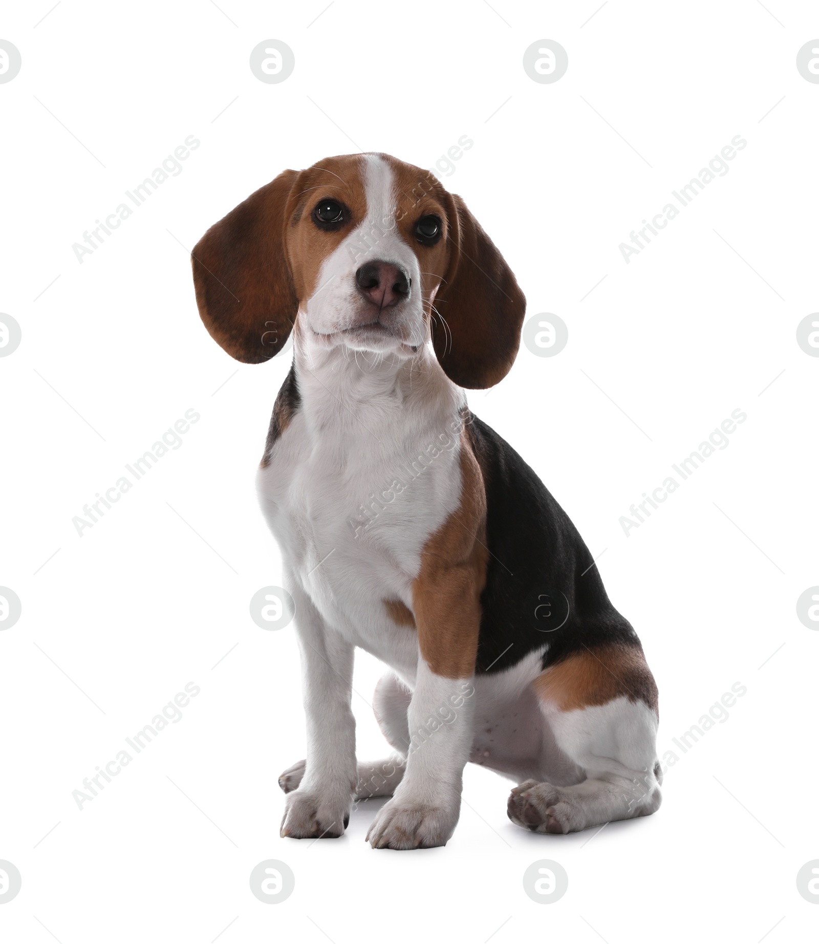 Photo of Cute Beagle puppy on white background. Adorable pet