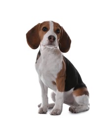 Photo of Cute Beagle puppy on white background. Adorable pet