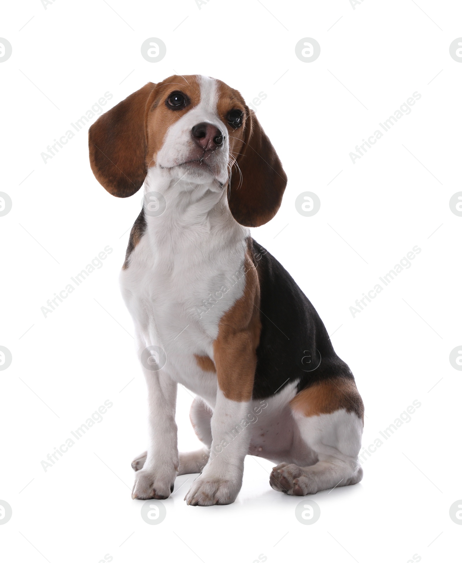 Photo of Cute Beagle puppy on white background. Adorable pet