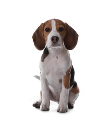 Photo of Cute Beagle puppy on white background. Adorable pet