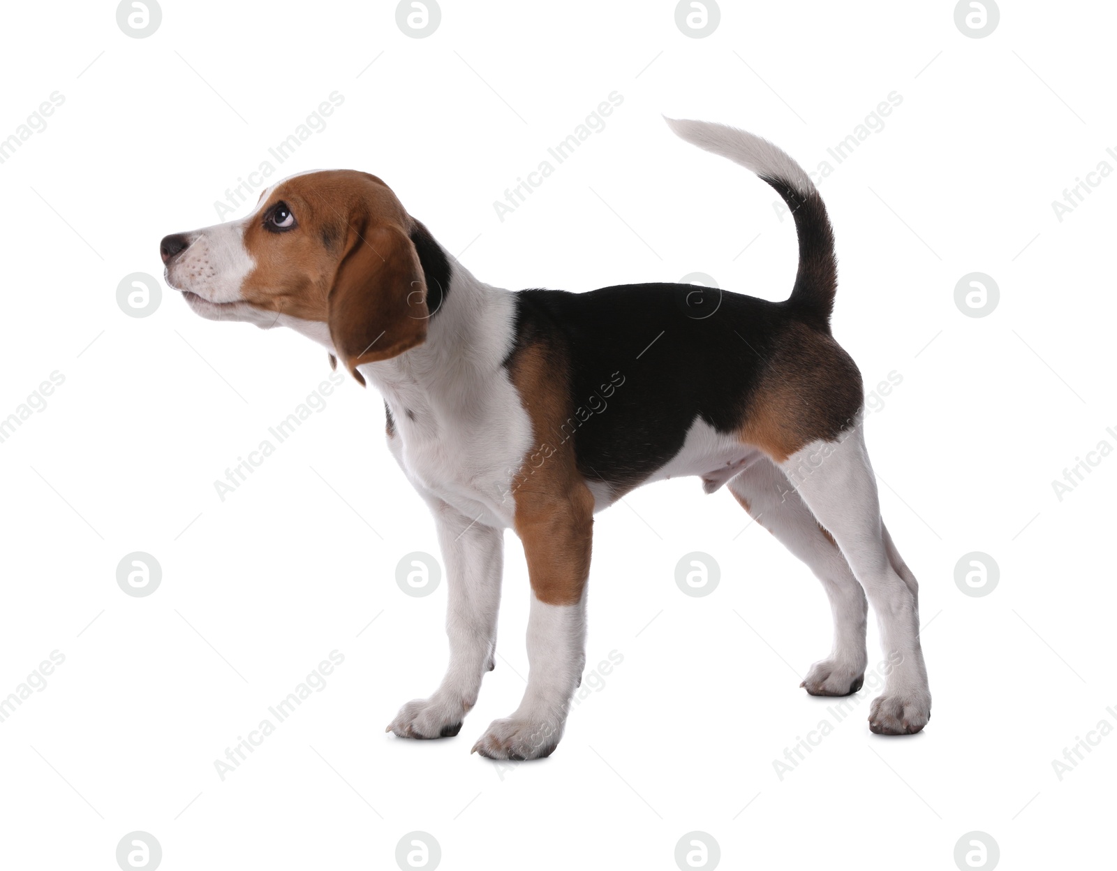 Photo of Cute Beagle puppy on white background. Adorable pet