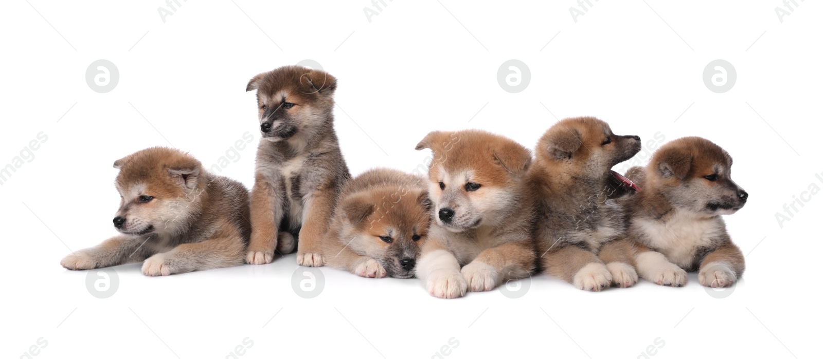 Photo of Adorable Akita Inu puppies on white background