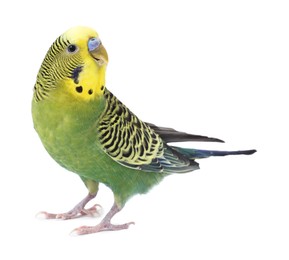 Photo of Beautiful bright parrot on white background. Exotic pet