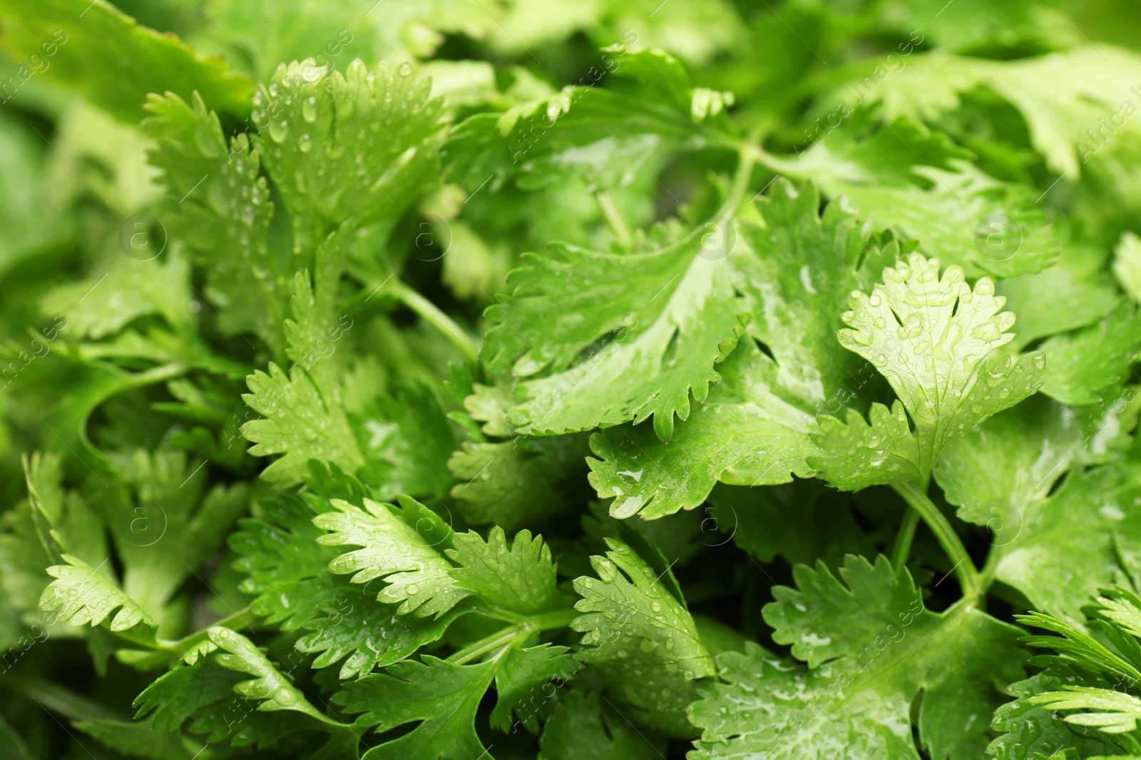 Photo of Fresh green coriander leaves as background, closeup