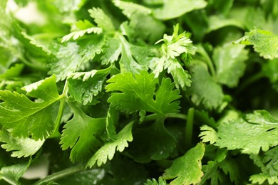 Photo of Fresh green coriander leaves as background, closeup