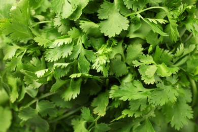 Photo of Fresh green coriander leaves as background, top view