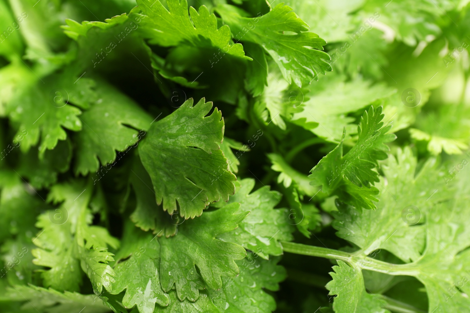 Photo of Fresh green coriander leaves as background, closeup