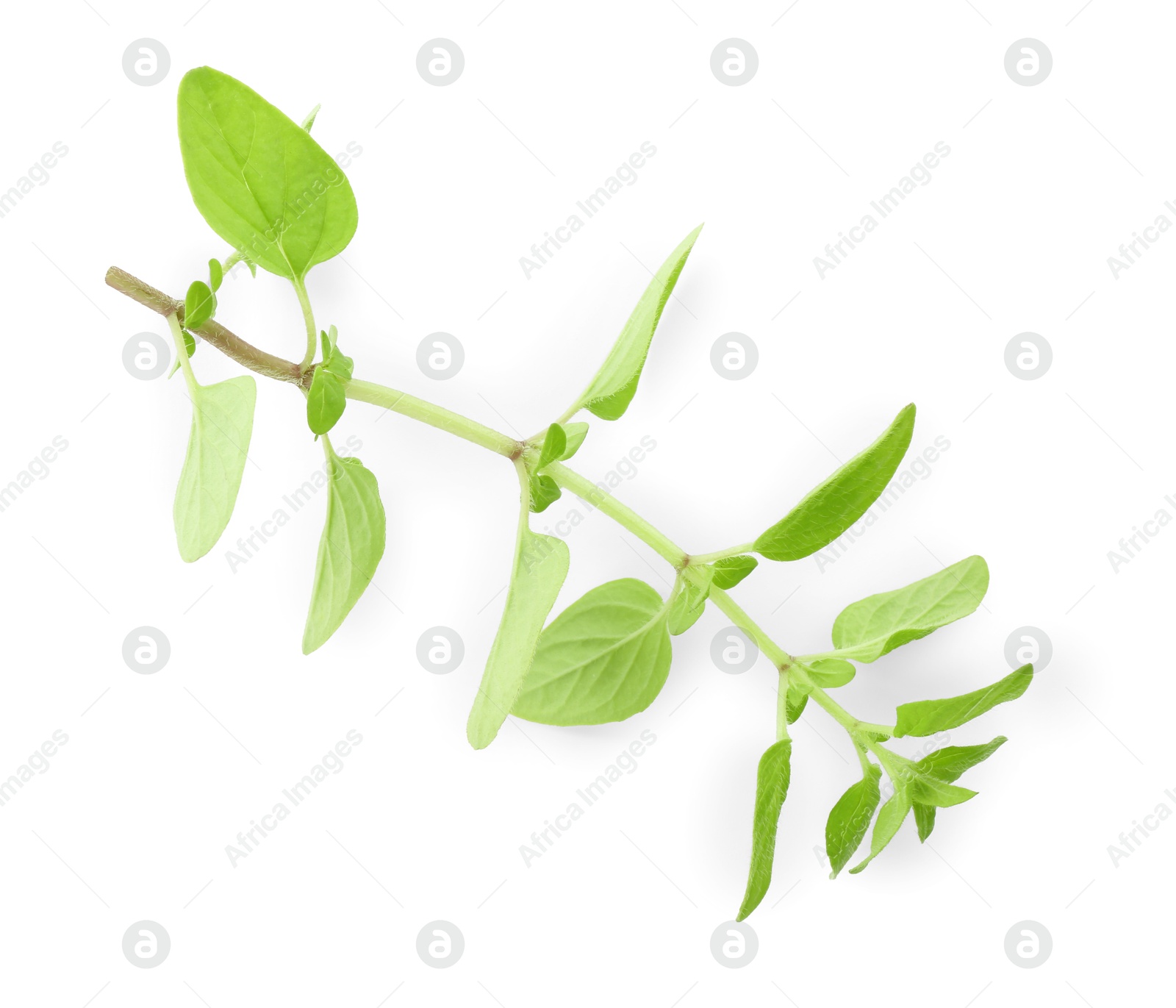 Photo of Sprig of fresh green oregano isolated on white, top view