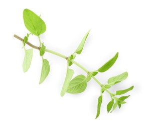 Sprig of fresh green oregano isolated on white, top view