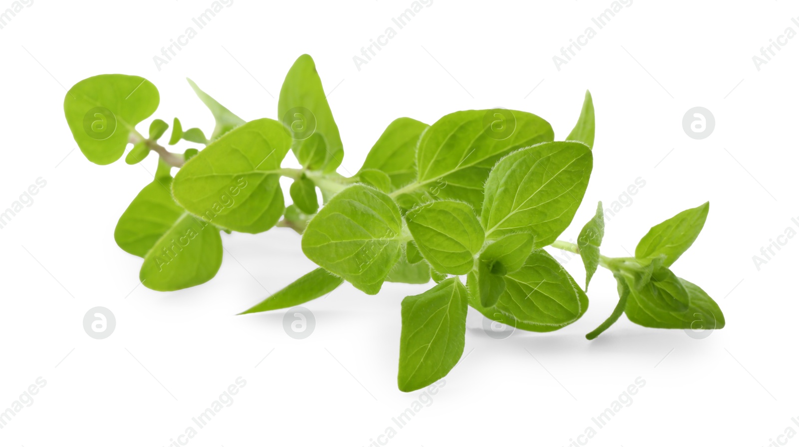 Photo of Sprig of fresh green oregano isolated on white