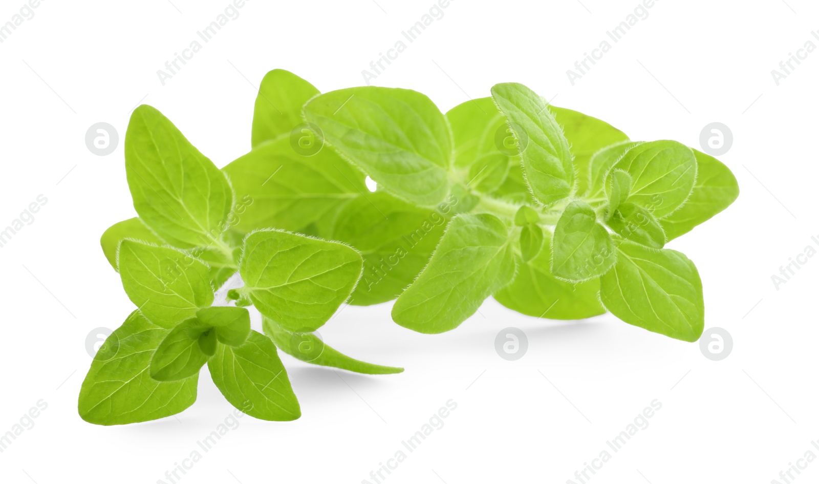 Photo of Sprig of fresh green oregano isolated on white