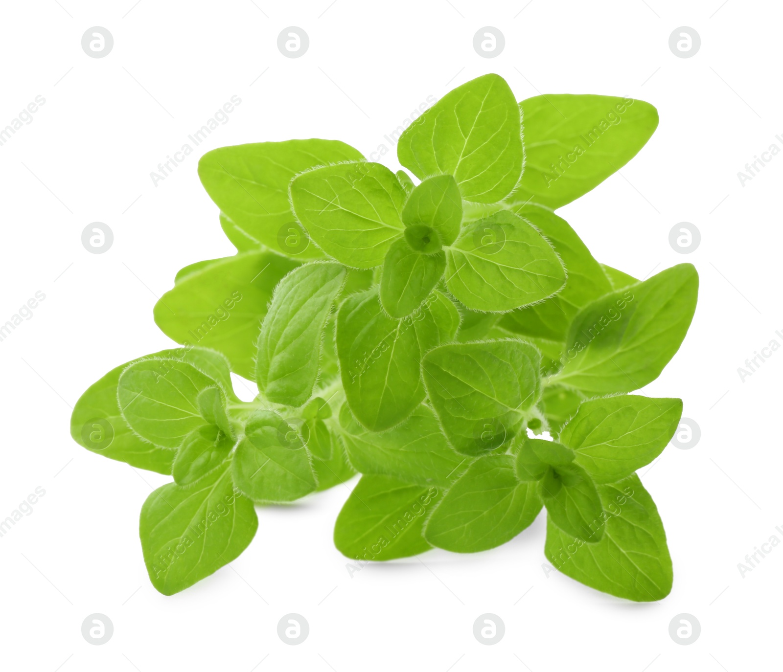 Photo of Sprig of fresh green oregano isolated on white