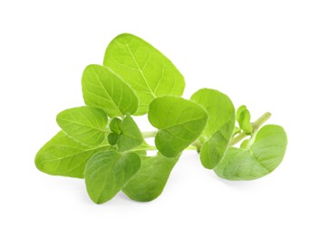 Photo of Sprig of fresh green oregano isolated on white