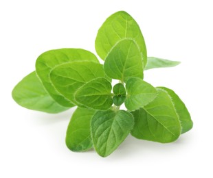 Photo of Sprig of fresh green oregano isolated on white