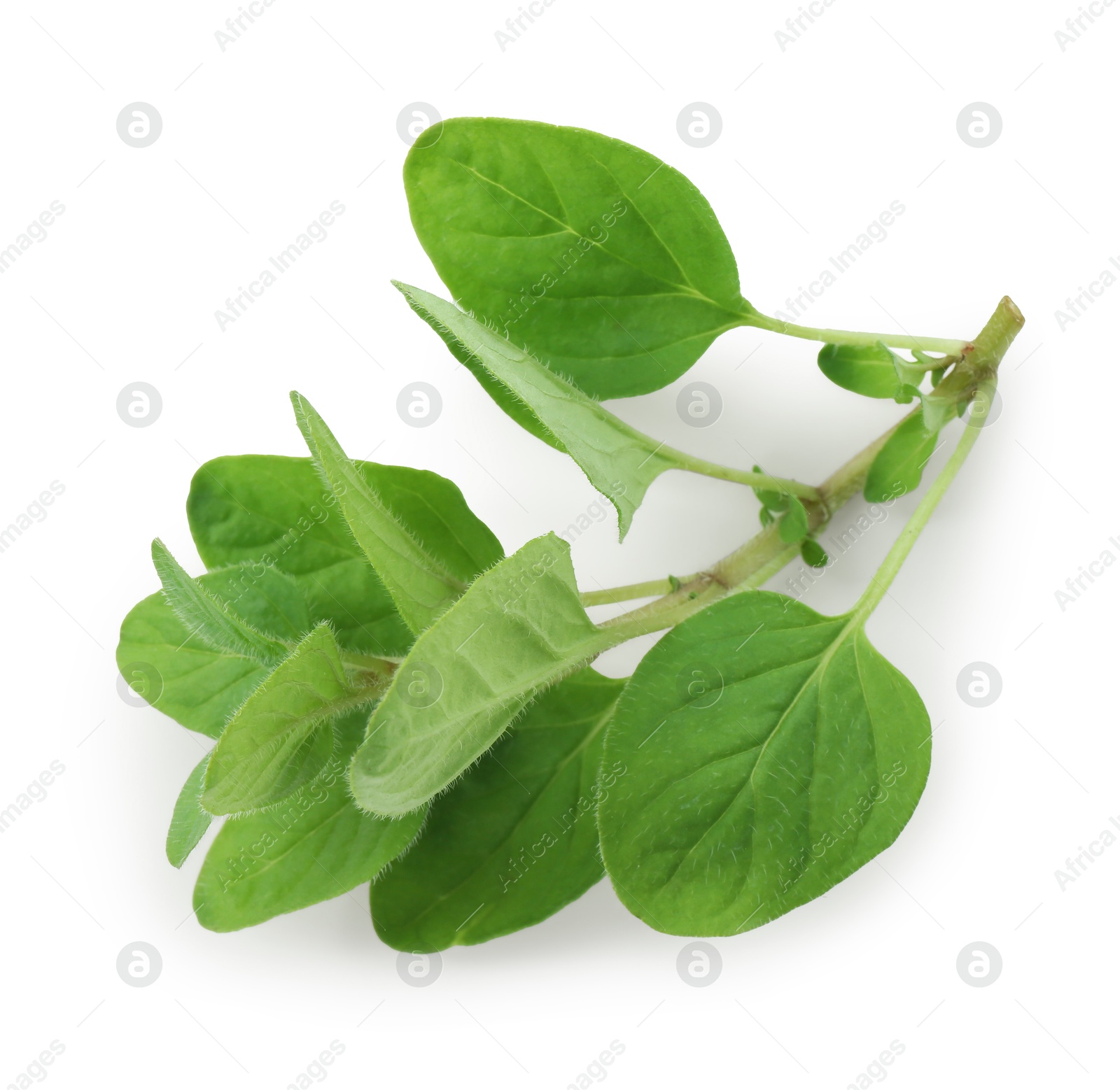 Photo of Sprig of fresh green oregano isolated on white