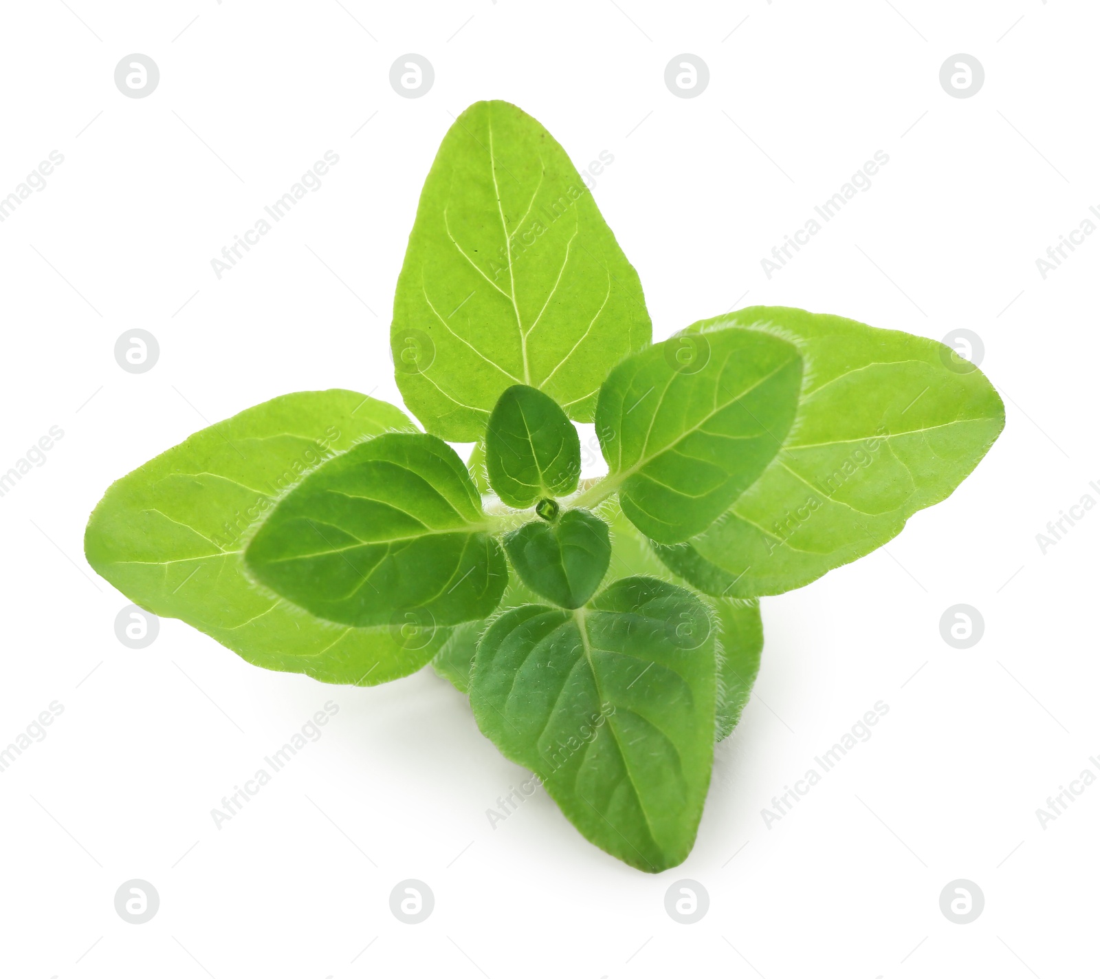 Photo of Sprig of fresh green oregano isolated on white