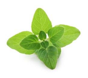 Sprig of fresh green oregano isolated on white