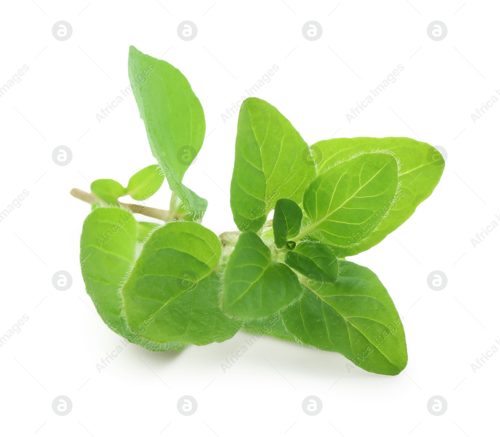 Photo of Sprig of fresh green oregano isolated on white