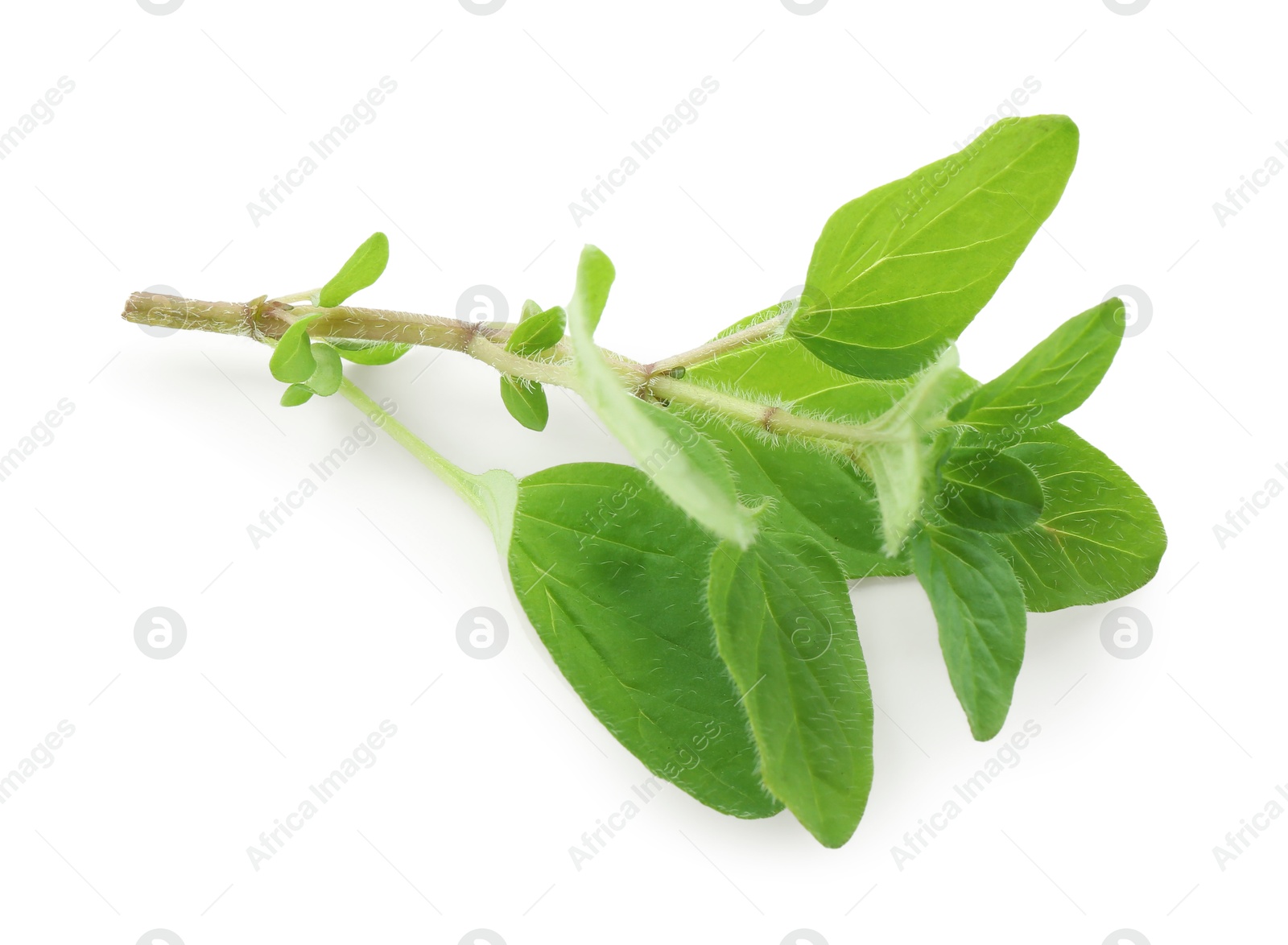 Photo of Sprig of fresh green oregano isolated on white