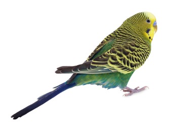 Beautiful bright parrot on white background. Exotic pet