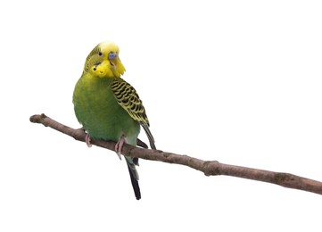 Bright parrot on tree branch against white background. Exotic pet