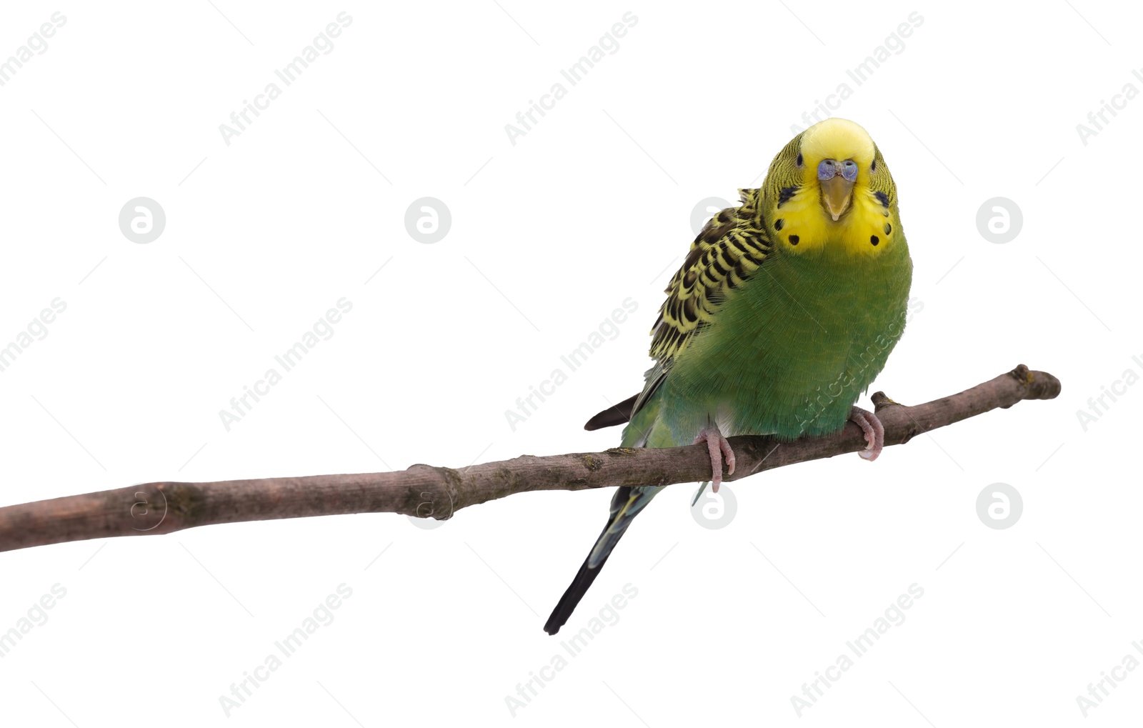 Photo of Bright parrot on tree branch against white background. Exotic pet