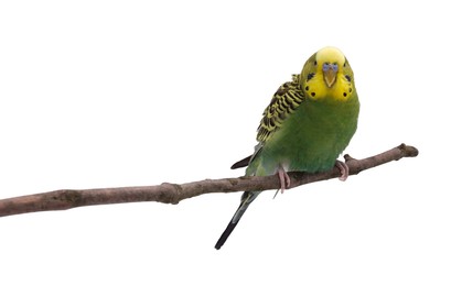 Bright parrot on tree branch against white background. Exotic pet