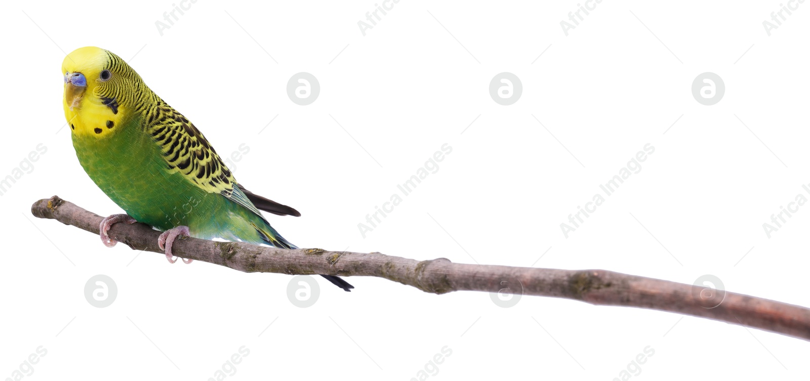 Photo of Bright parrot on tree branch against white background. Exotic pet