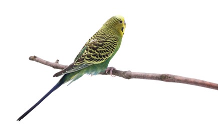 Bright parrot on tree branch against white background. Exotic pet