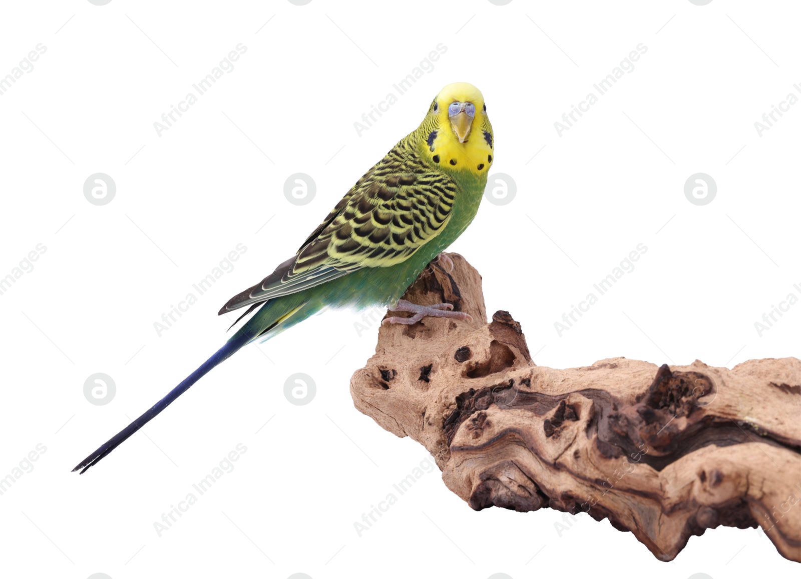 Photo of Bright parrot on wooden snag against white background. Exotic pet