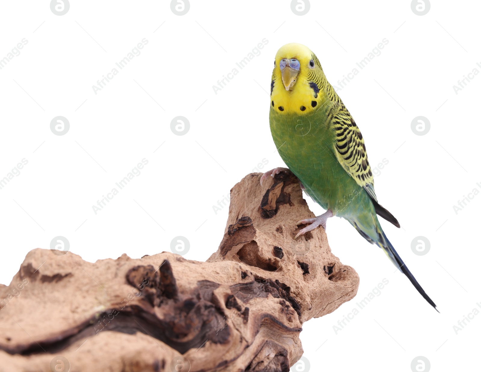 Photo of Bright parrot on wooden snag against white background. Exotic pet