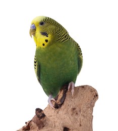 Bright parrot on wooden snag against white background. Exotic pet