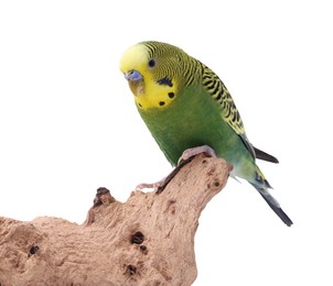 Photo of Bright parrot on wooden snag against white background. Exotic pet