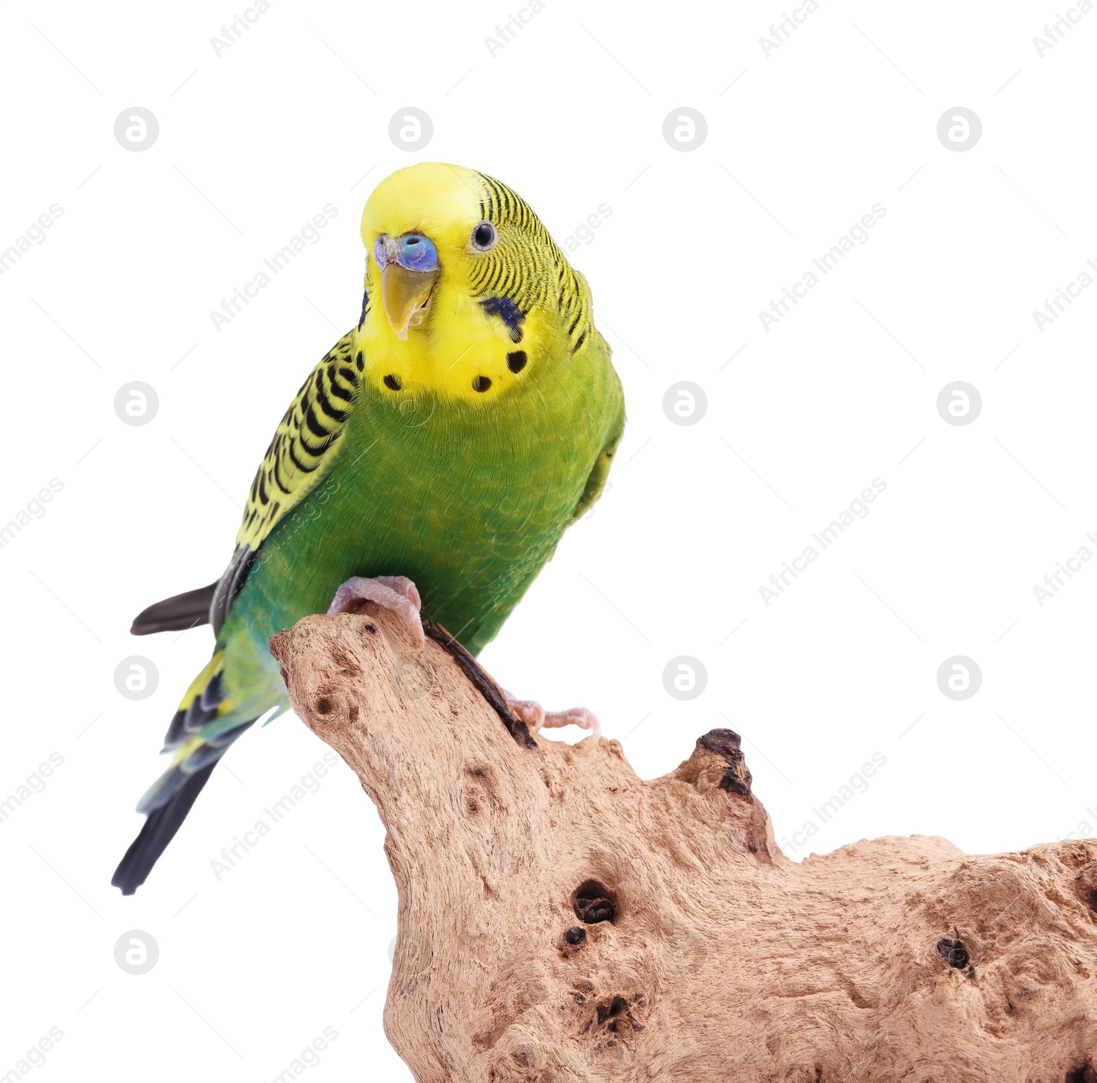 Photo of Bright parrot on wooden snag against white background. Exotic pet