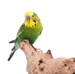 Photo of Bright parrot on wooden snag against white background. Exotic pet