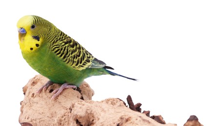 Photo of Bright parrot on wooden snag against white background. Exotic pet